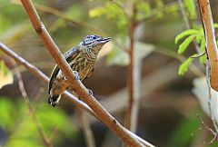 Bar-breasted Piculet